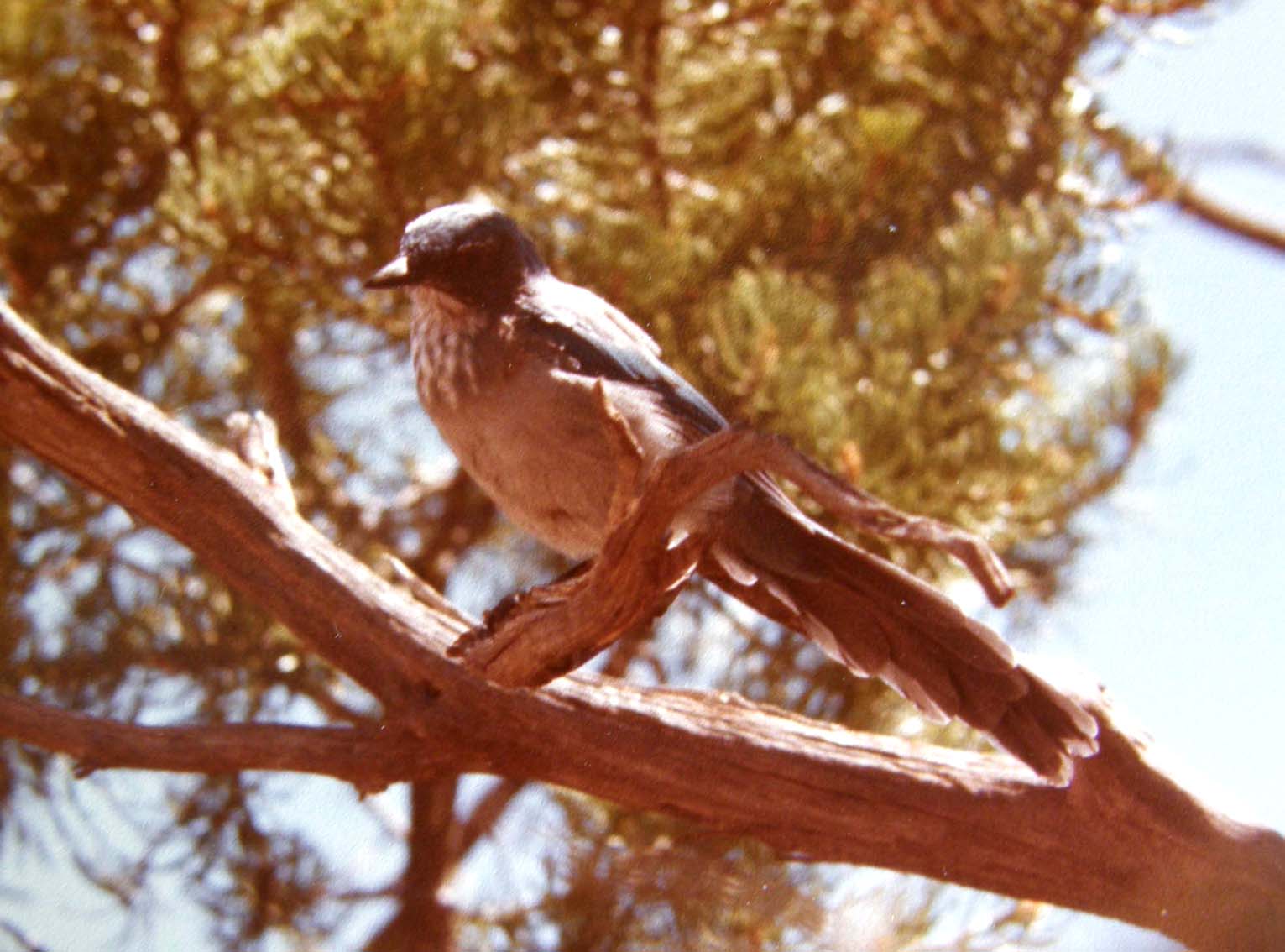 Uccelli dell''Arizona da identificare 03