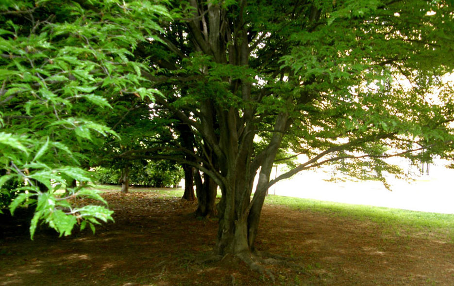 Albero da identificare - Fagus sylvatica var.asplenifolia ?
