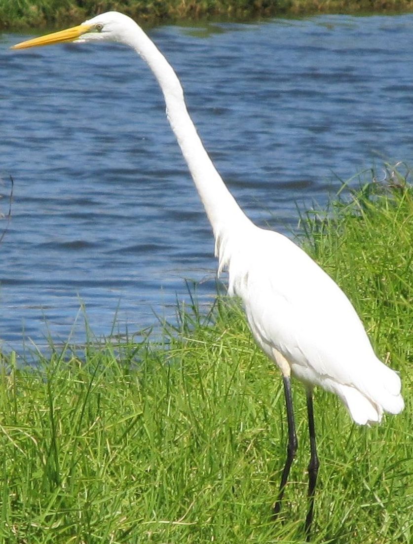 Airone bianco australiano:   Ardea alba modesta