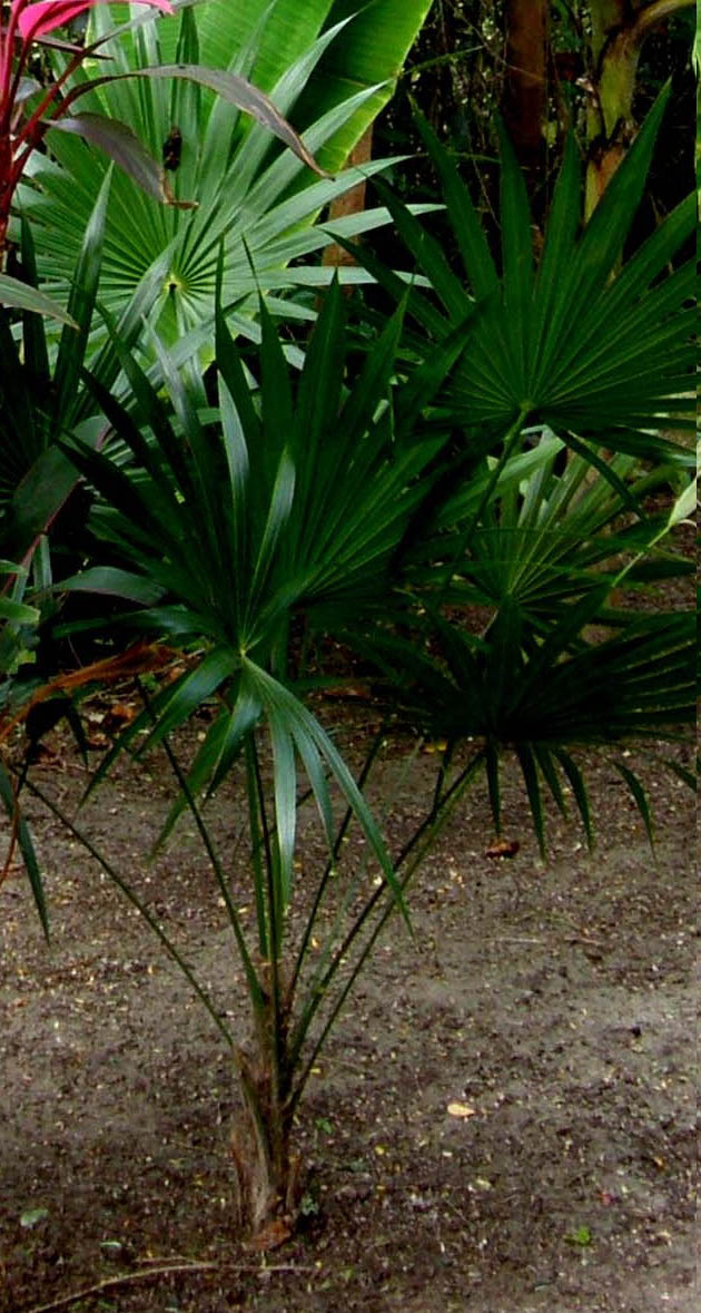 Altra palma centroamericana:  Thrinax radiata  (Arecaceae)