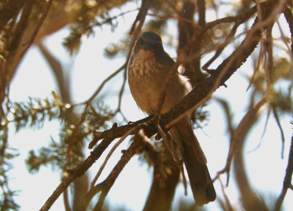 Uccelli dell''Arizona da identificare 03