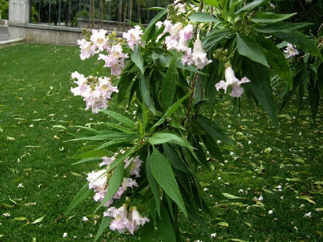  Chitalpa tashkentensis T.S.Elias & Wisura