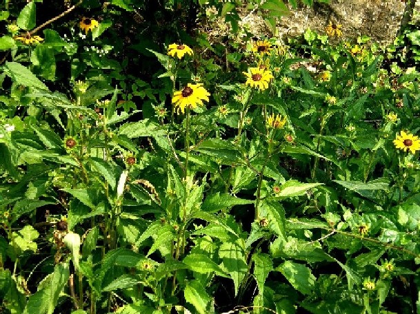 Rudbeckia