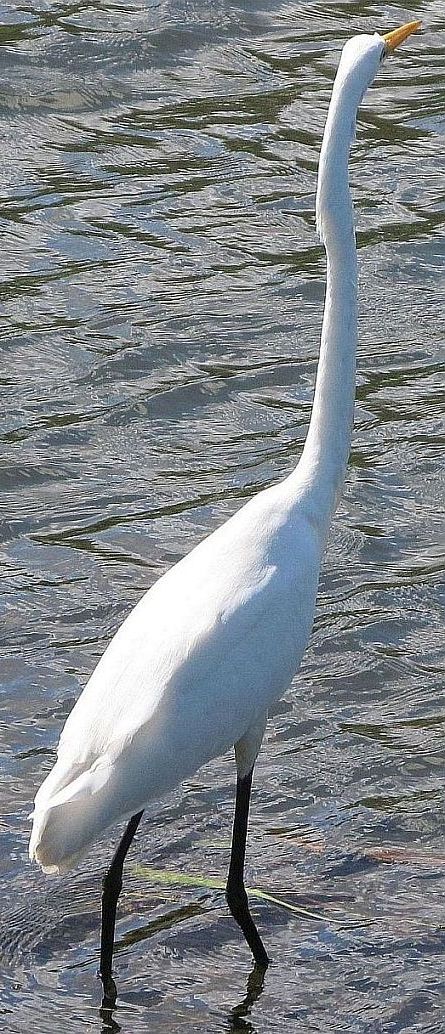 Airone bianco australiano:   Ardea alba modesta