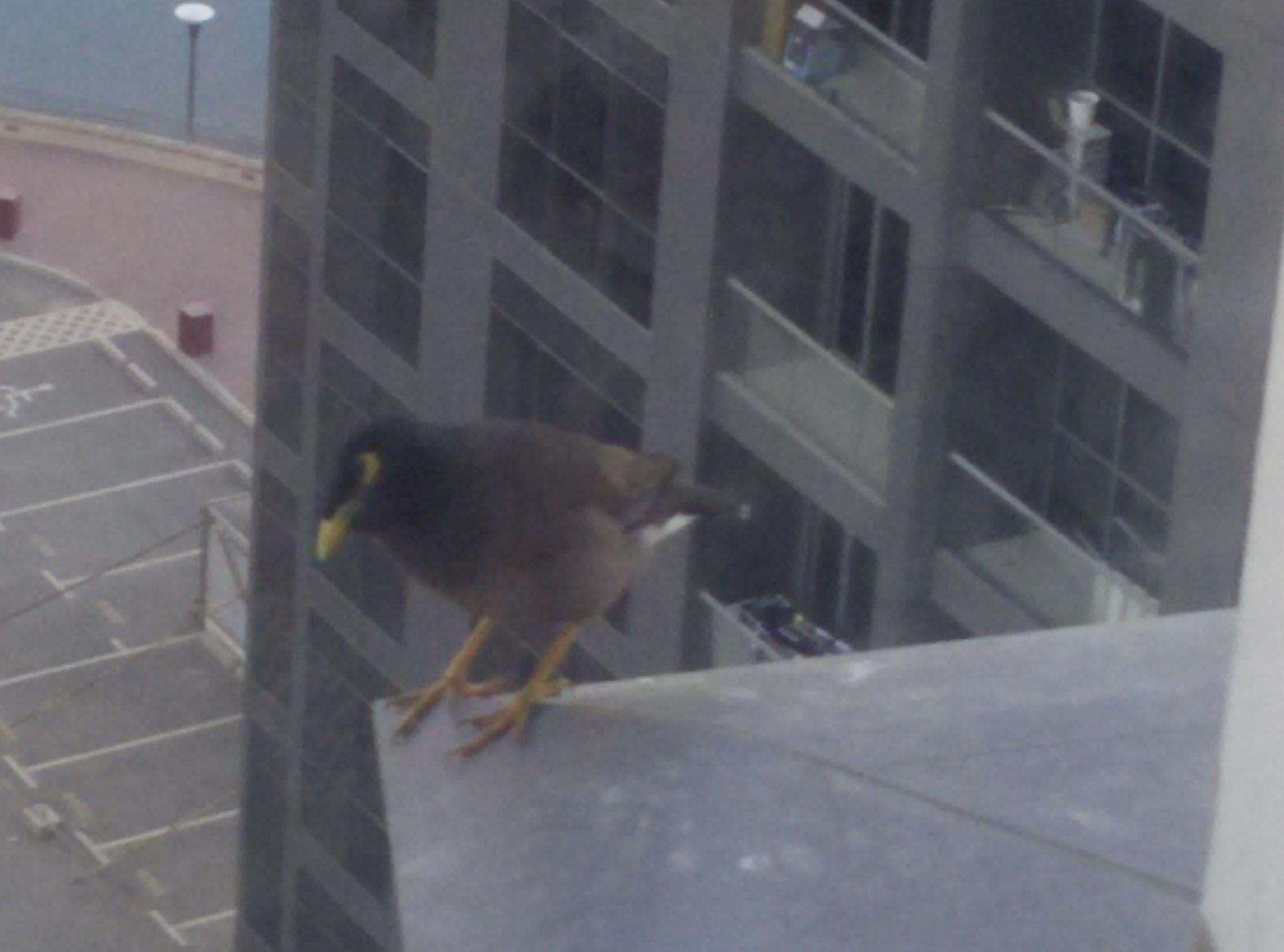 Identificazione uccello di Duba : Acridotheres tristis