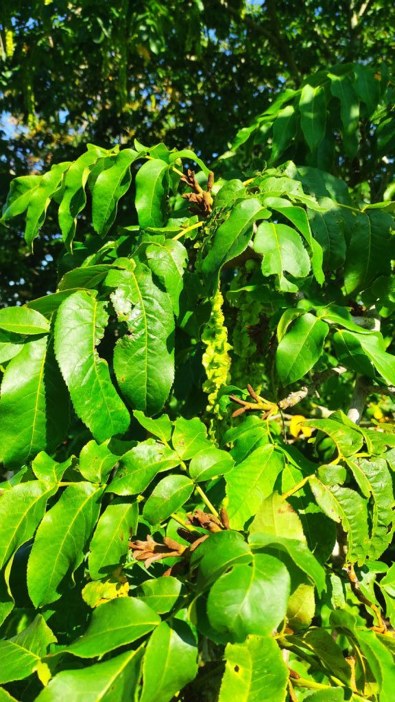 Orto botanico di Leiden (Olanda): Pterocarya fraxinifolia (Poir.) Spach