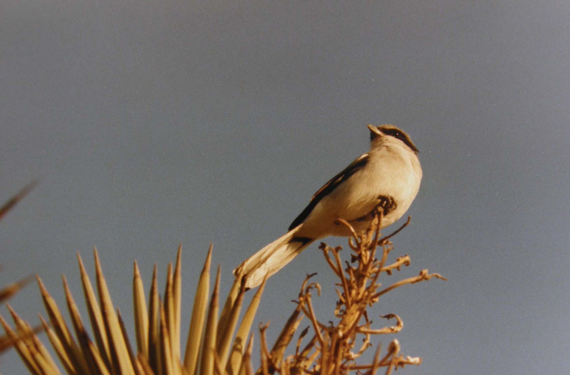 Uccelli dell''Arizona da identificare 04