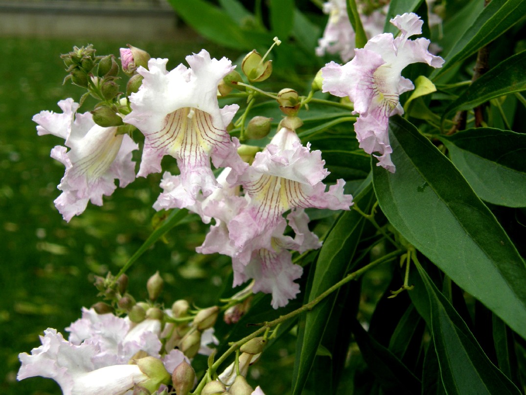  Chitalpa tashkentensis T.S.Elias & Wisura