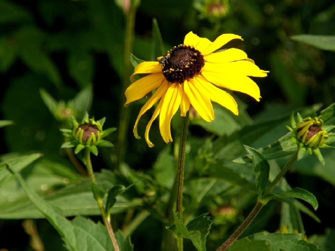 Rudbeckia