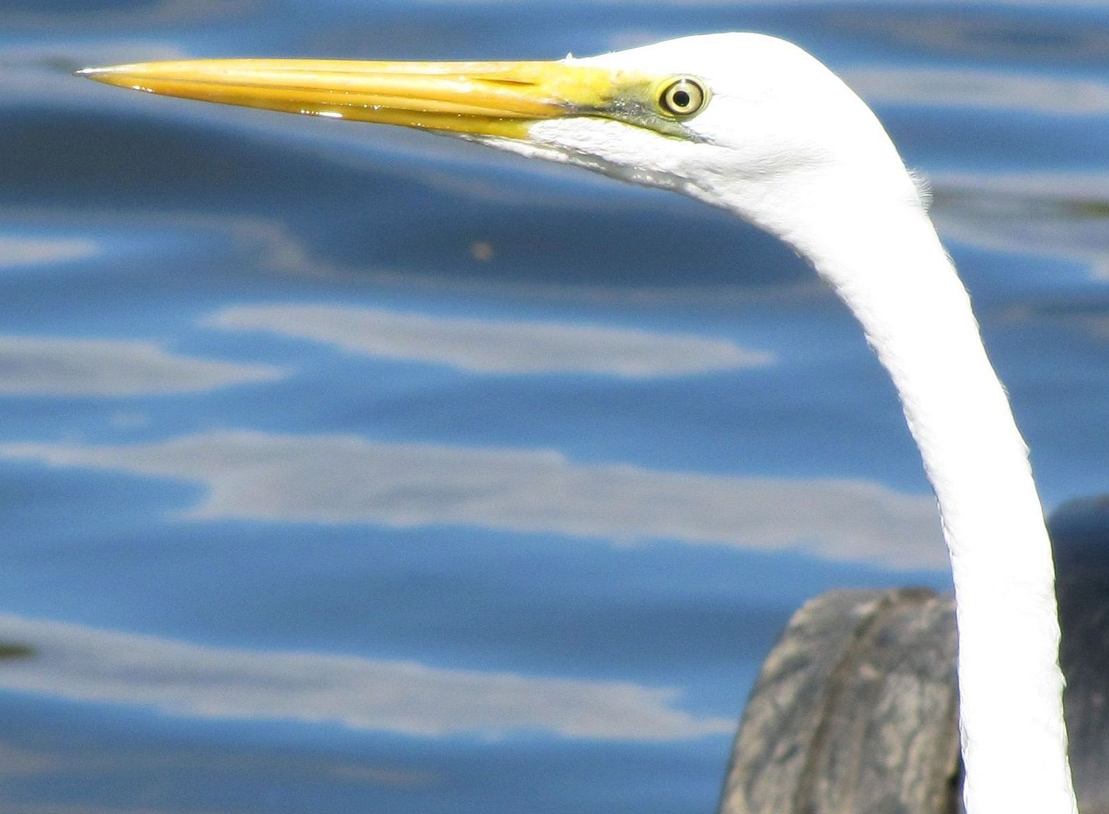 Airone bianco australiano:   Ardea alba modesta