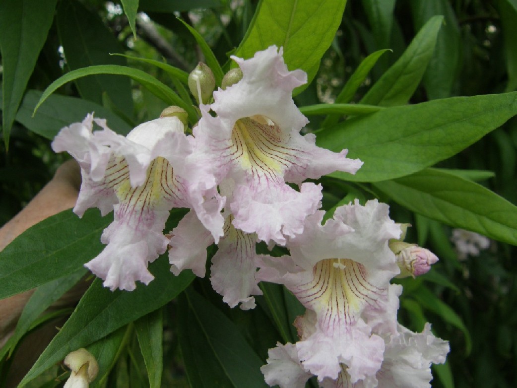  Chitalpa tashkentensis T.S.Elias & Wisura