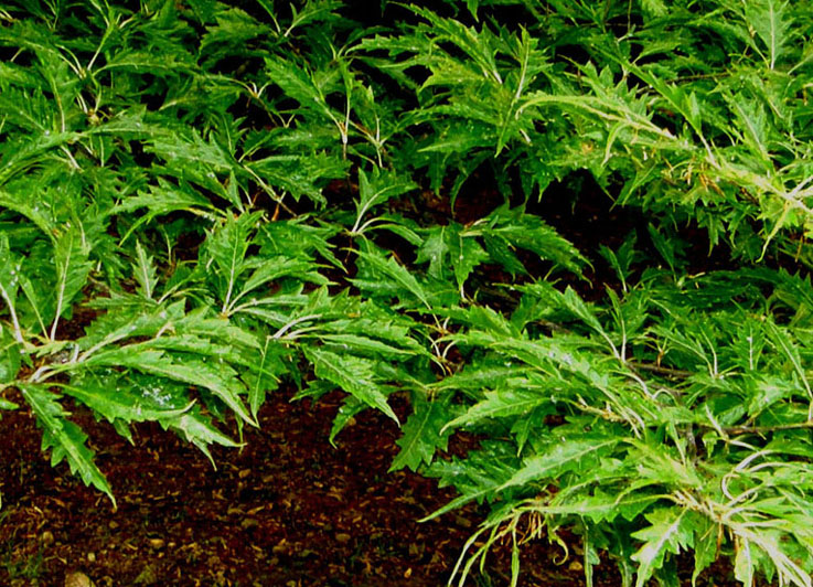 Albero da identificare - Fagus sylvatica var.asplenifolia ?
