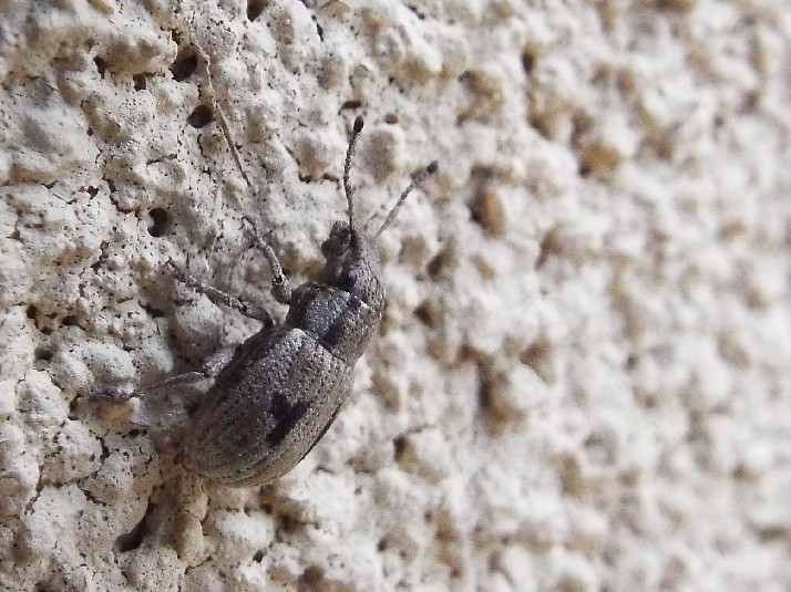 Coleotteri australiani 2