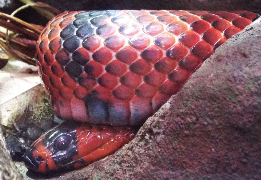 Rettili allo zoo di Melbourne - 9