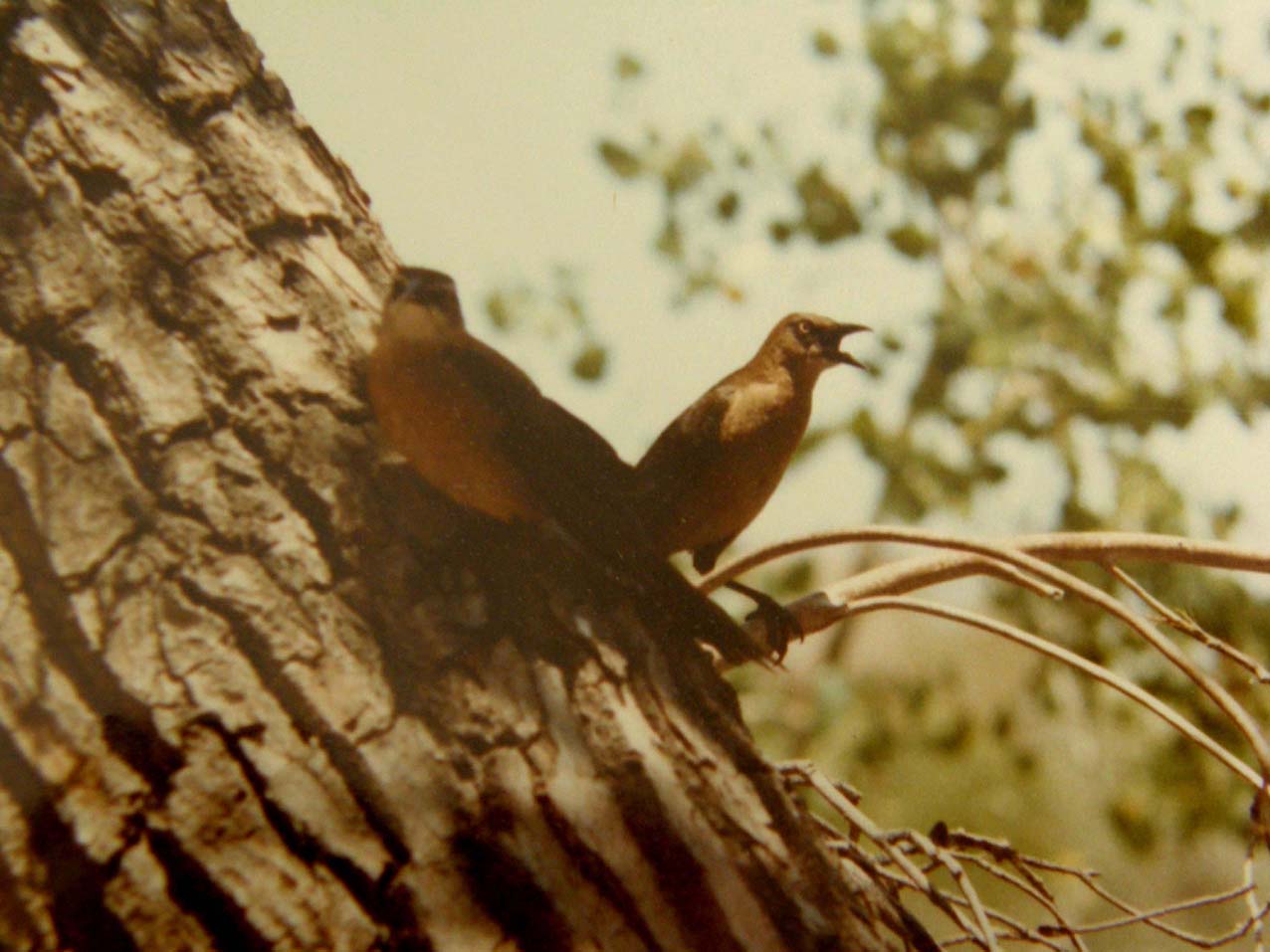 Gracchi messicani (Quiscalus mexicanus) in Arizona