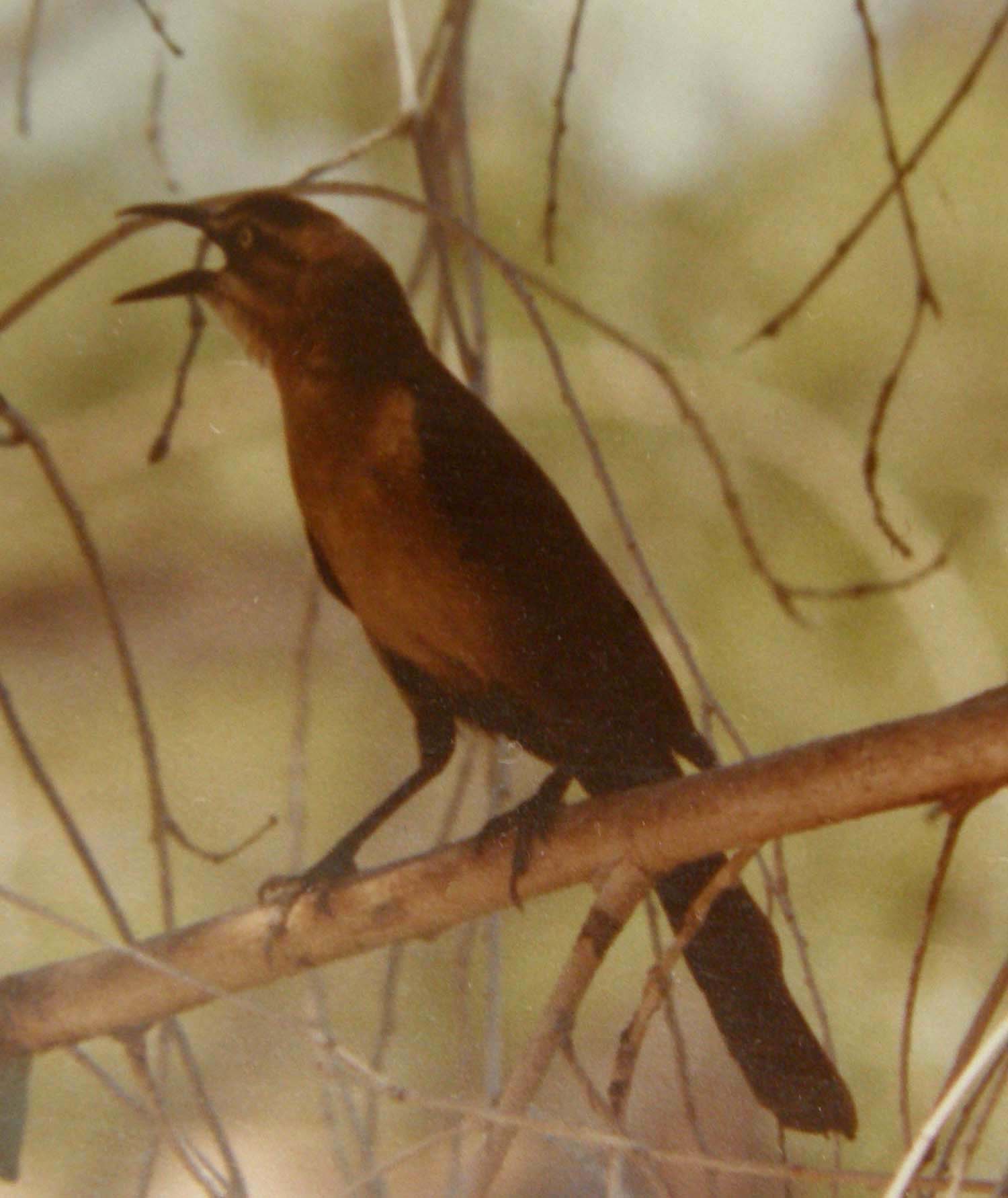 Gracchi messicani (Quiscalus mexicanus) in Arizona