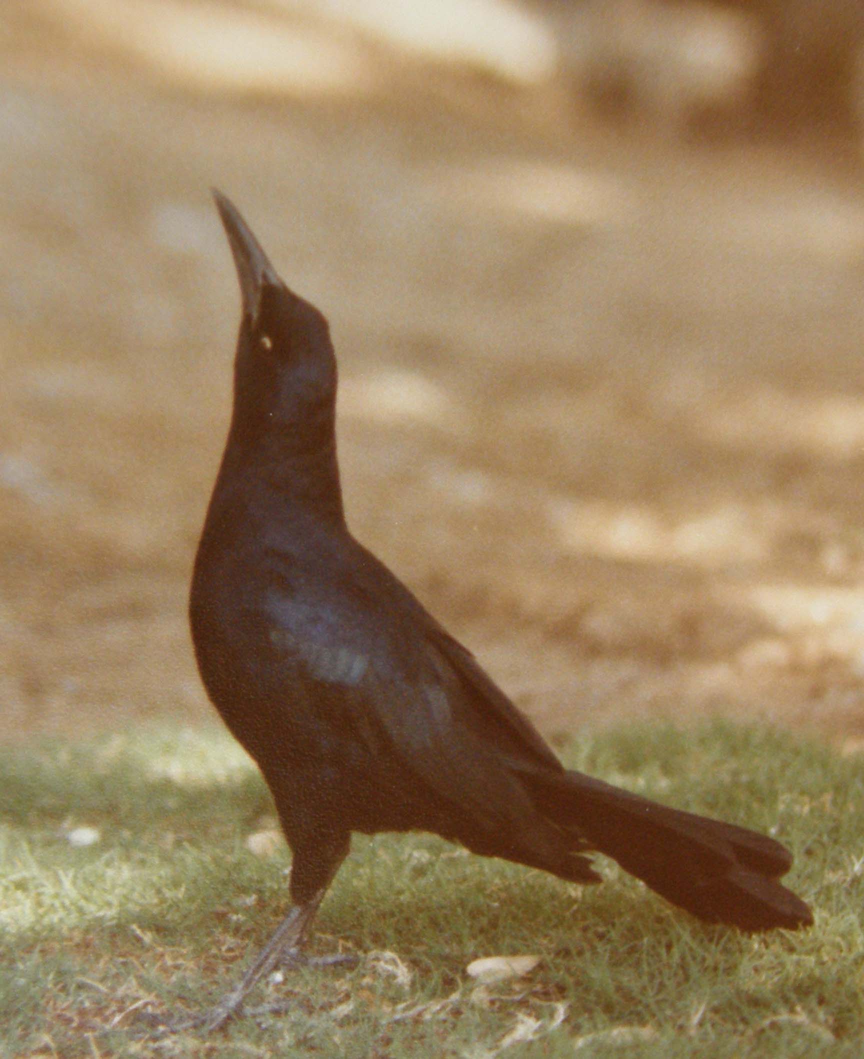 Gracchi messicani (Quiscalus mexicanus) in Arizona