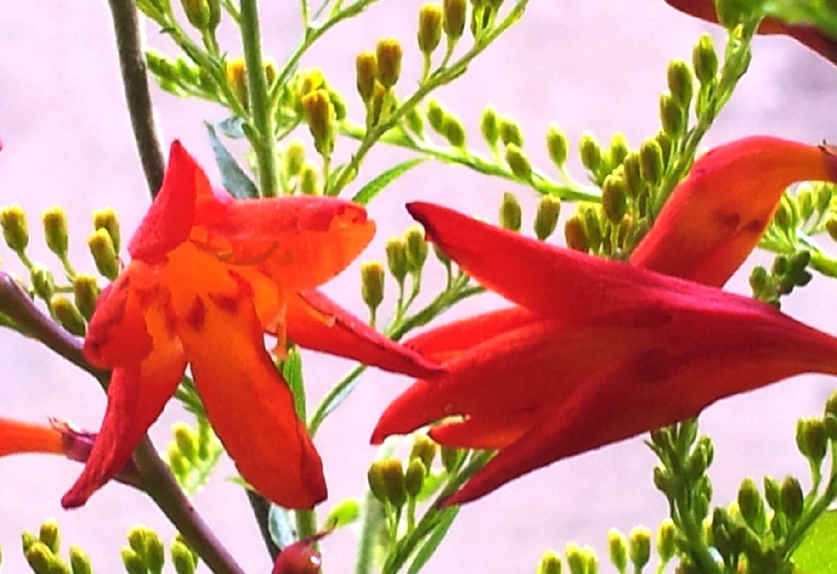 Liliacea?