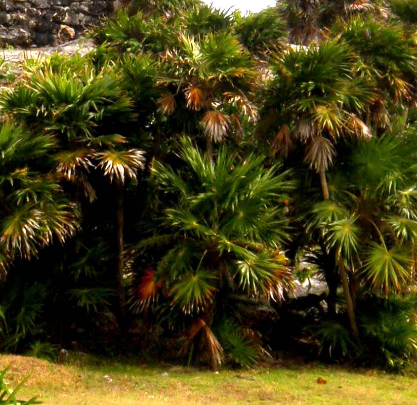 Altra palma centroamericana:  Thrinax radiata  (Arecaceae)