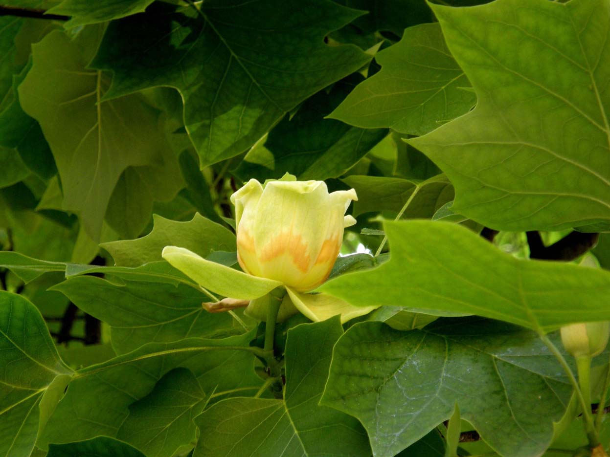 Albero da identificare