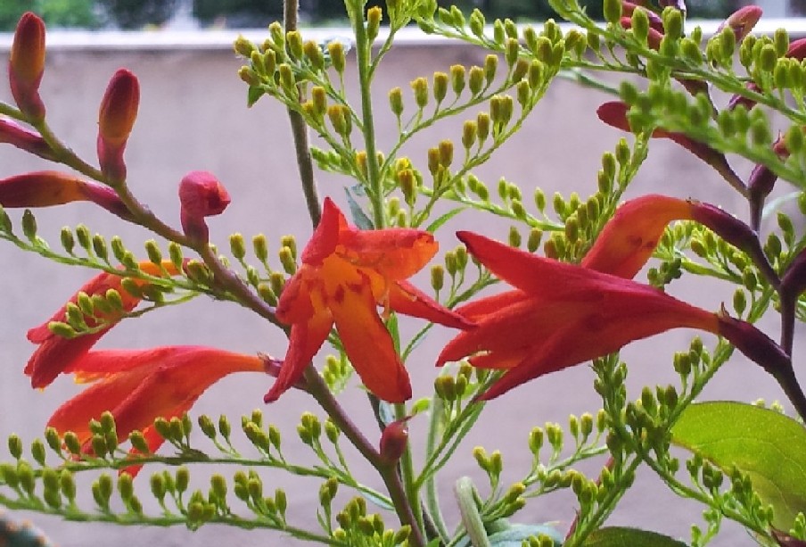 Liliacea?