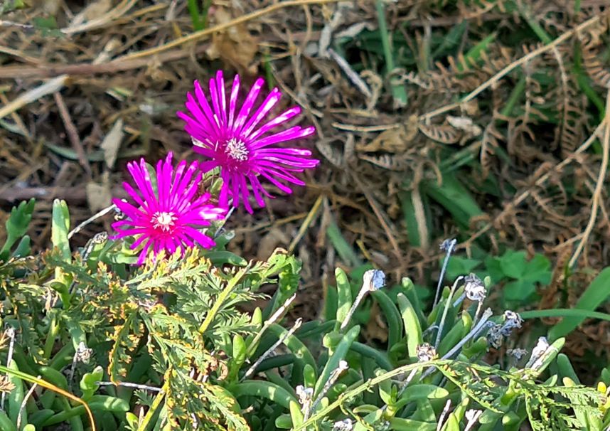 Delosperma cfr. cooperi (Aizoacea)