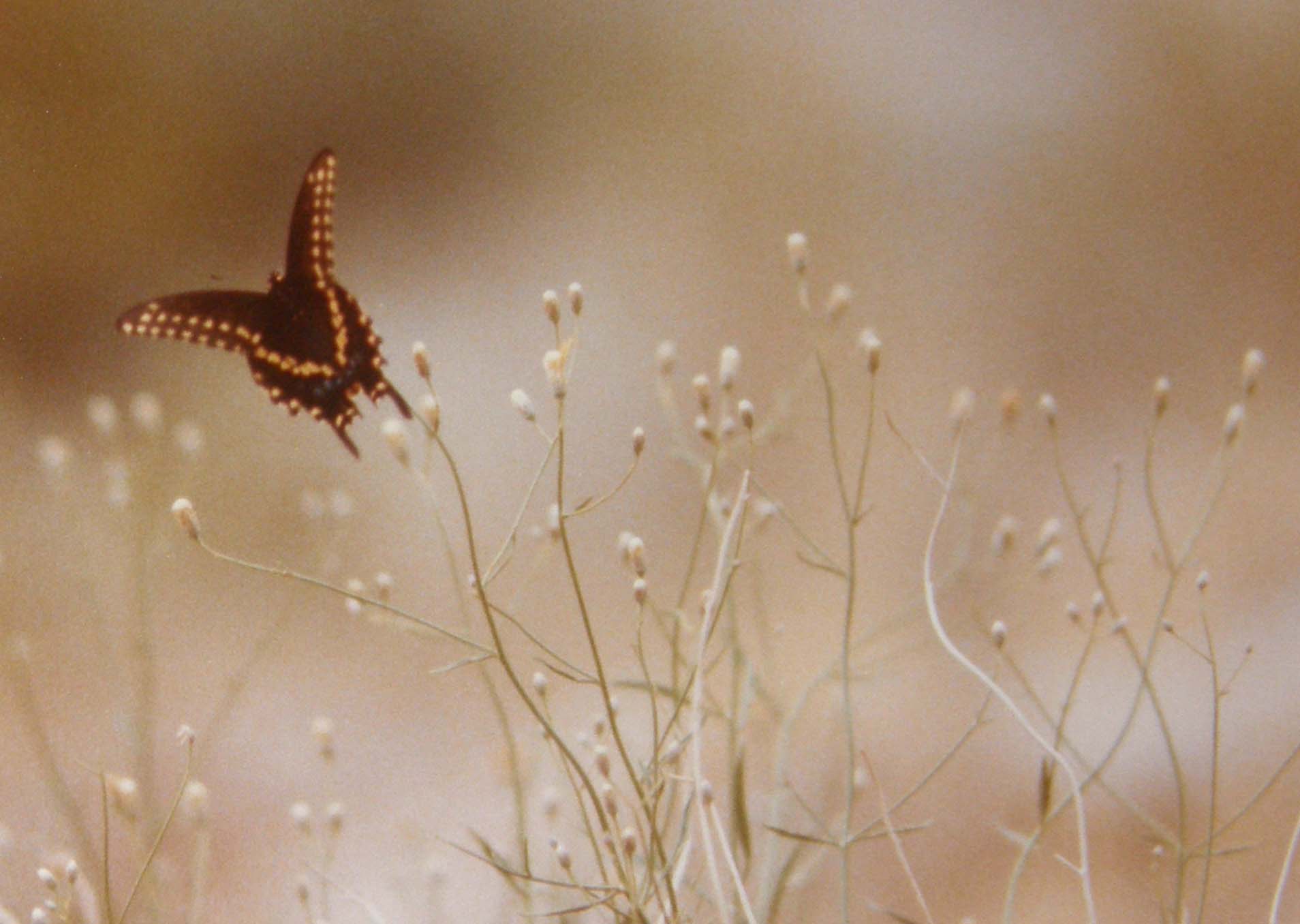 Farfalle dell''Arizona da identificare - 2