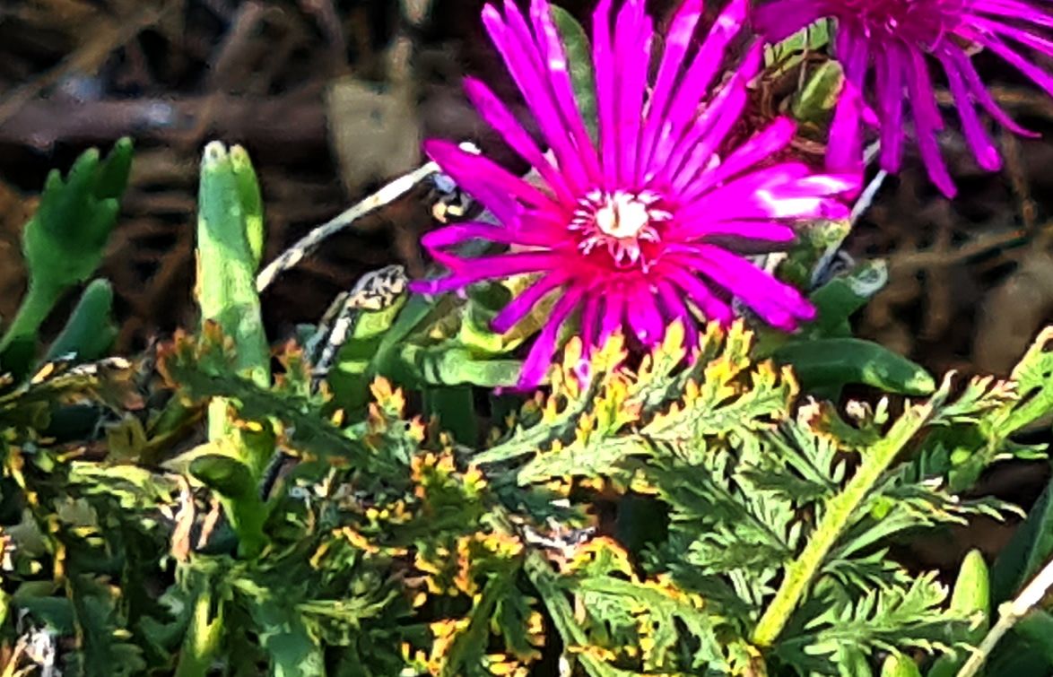 Delosperma cfr. cooperi (Aizoacea)