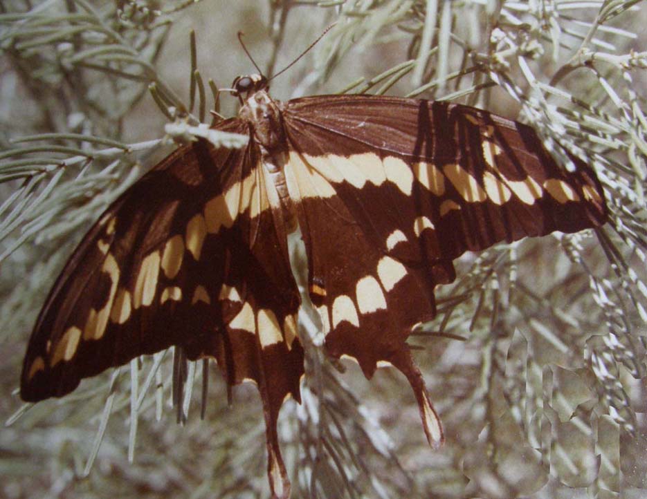 Farfalle dell''Arizona da identificare - 2