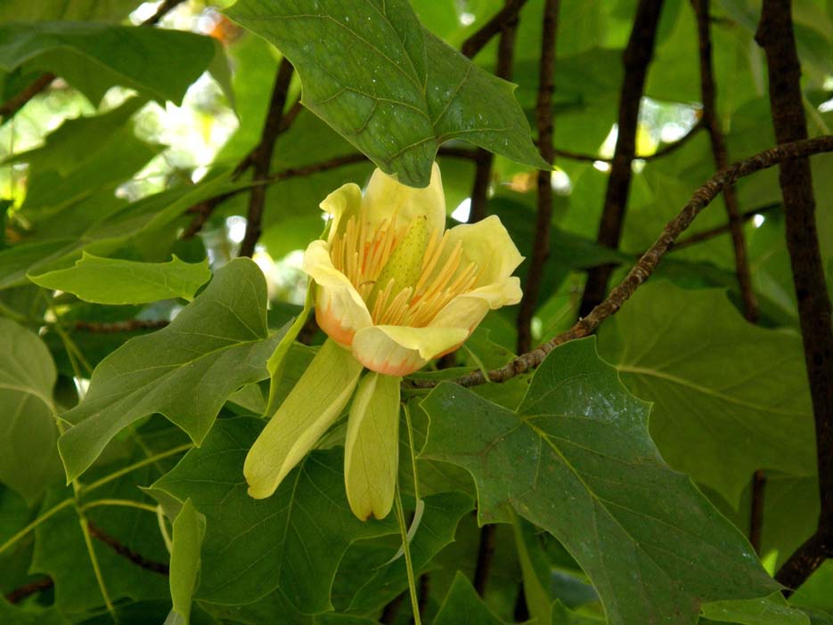 Albero da identificare