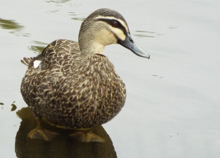 Uccelli australiani 3