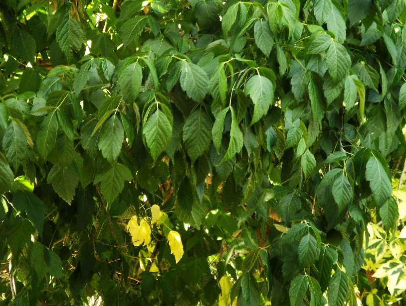 Alberi australiani: stranezze del fogliame in Acer negundo