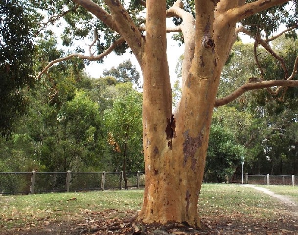 Alberi australiani: tutti Eucalyptus?