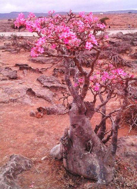 Un fiore dall'' Oman:  Adenium obesum (Apocynaceae)