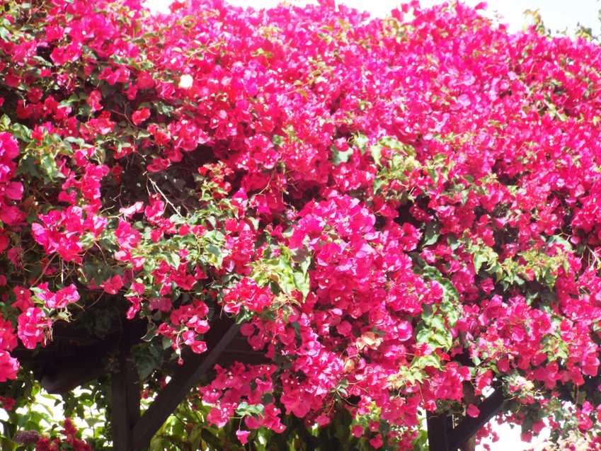 Da Tenerife (Canarie):  Bougainvillea sp. (Nyctaginaceae)