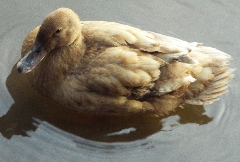 Uccelli australiani 3