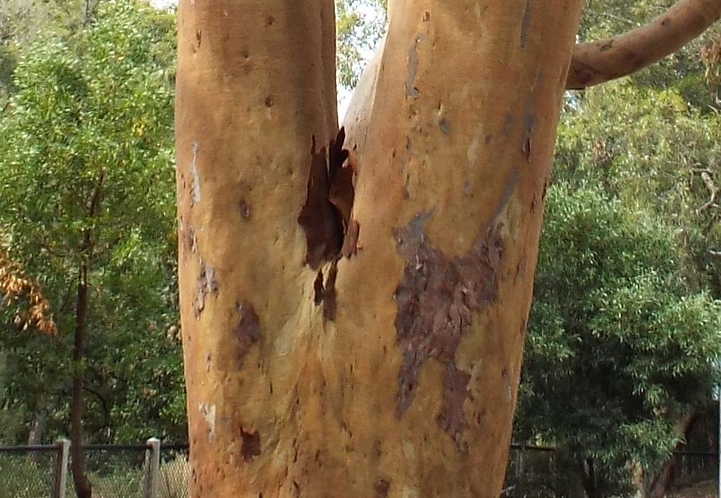 Alberi australiani: tutti Eucalyptus?
