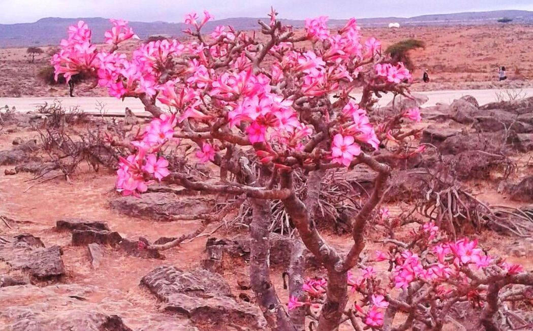 Un fiore dall'' Oman:  Adenium obesum (Apocynaceae)