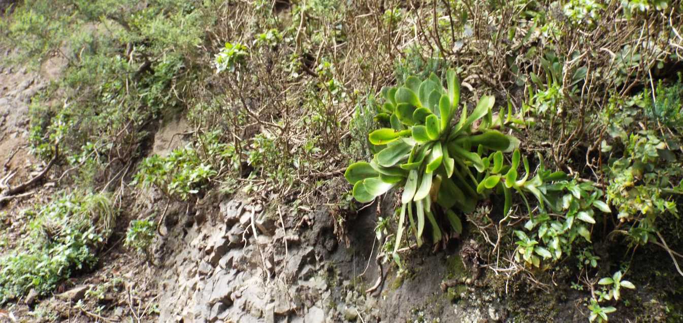 A Tenerife (Canarie):  Aeonium sp e A. ubicum (Crassulaceae)