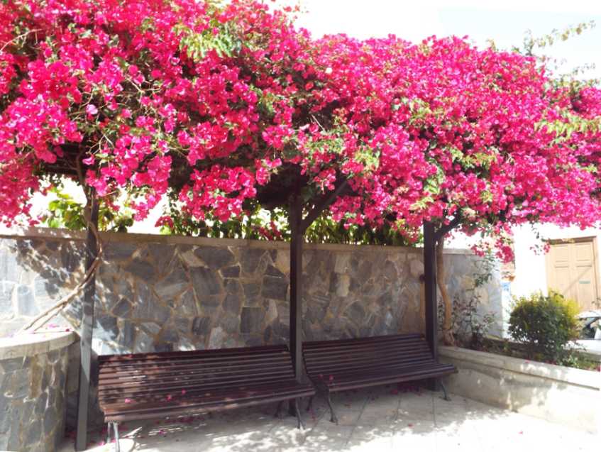 Da Tenerife (Canarie):  Bougainvillea sp. (Nyctaginaceae)