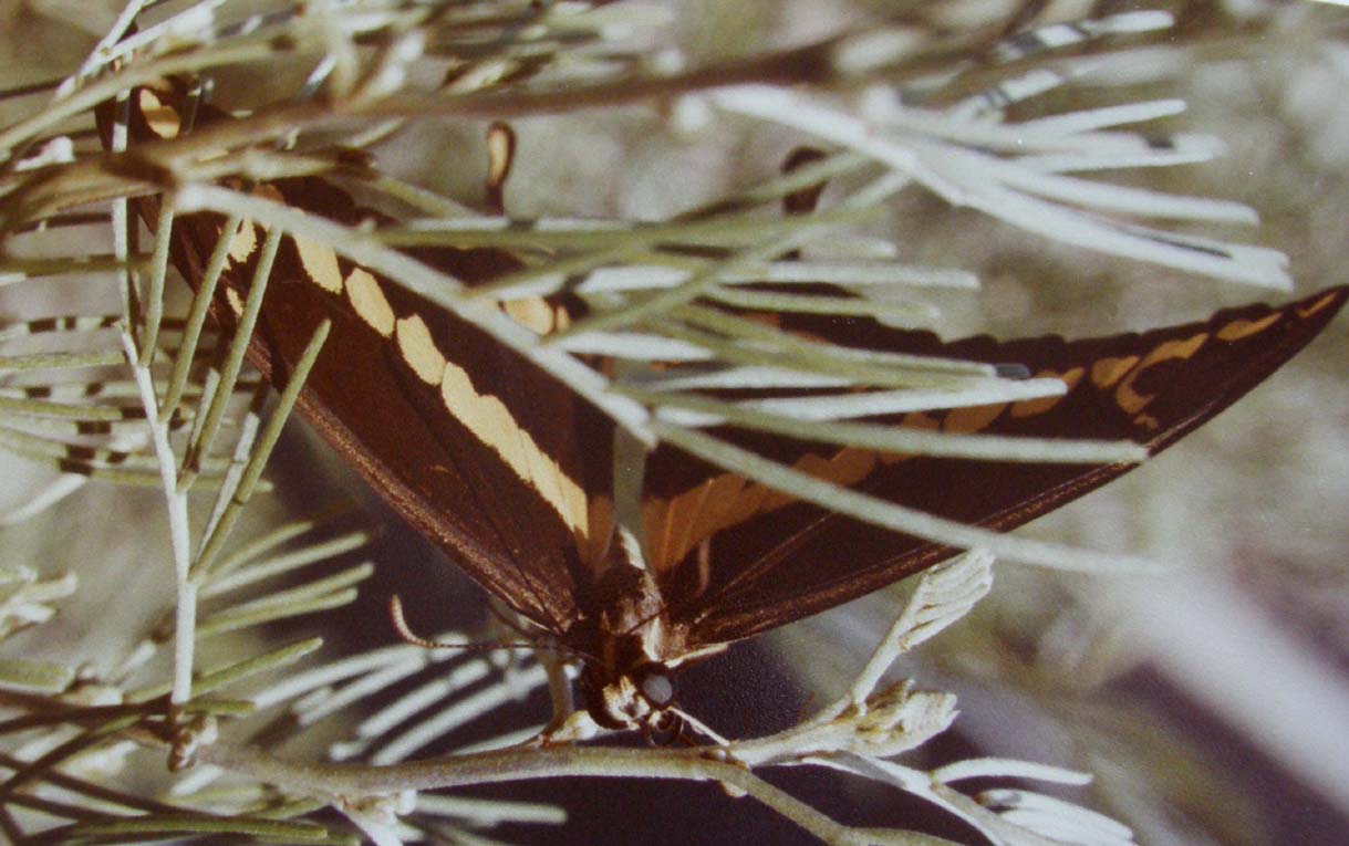 Farfalle dell''Arizona da identificare - 2