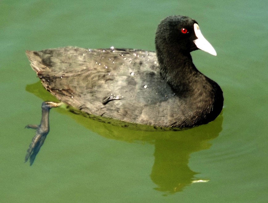 Uccelli australiani 3