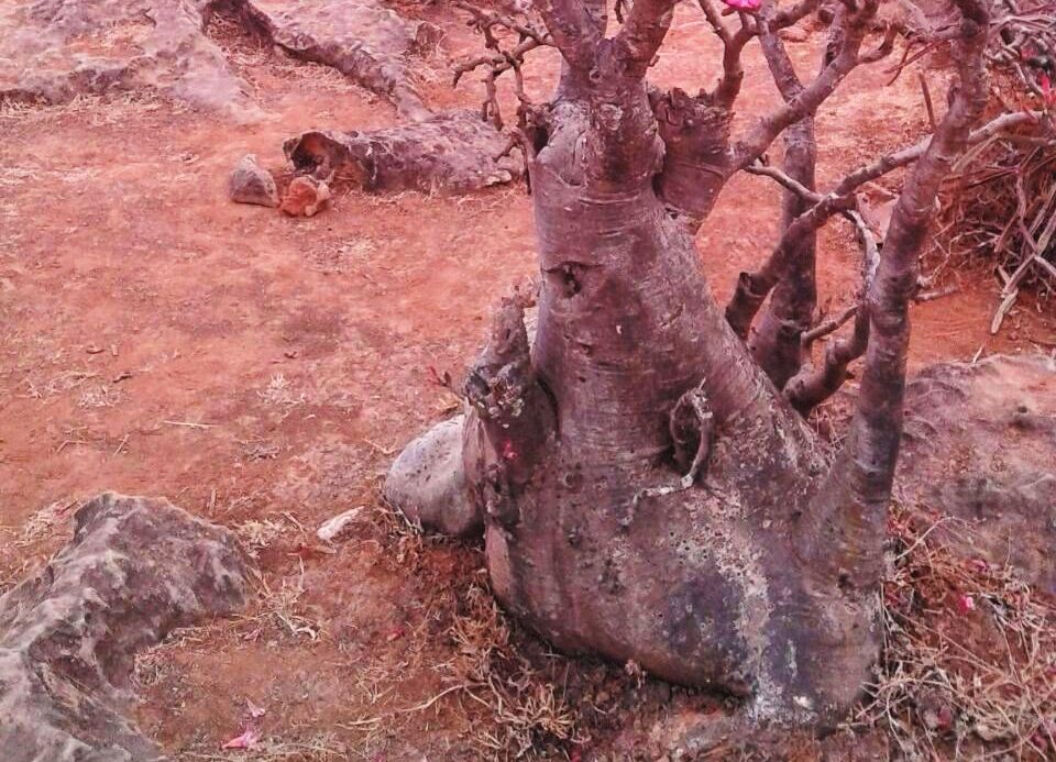 Un fiore dall'' Oman:  Adenium obesum (Apocynaceae)