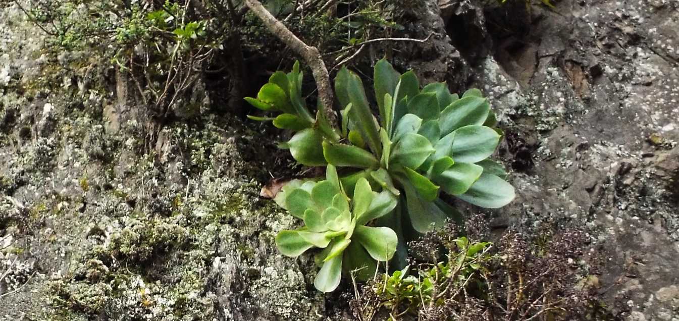 A Tenerife (Canarie):  Aeonium sp e A. ubicum (Crassulaceae)