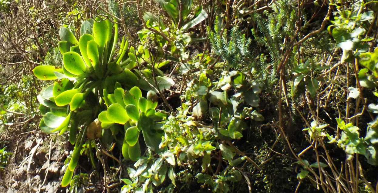 A Tenerife (Canarie):  Aeonium sp e A. ubicum (Crassulaceae)