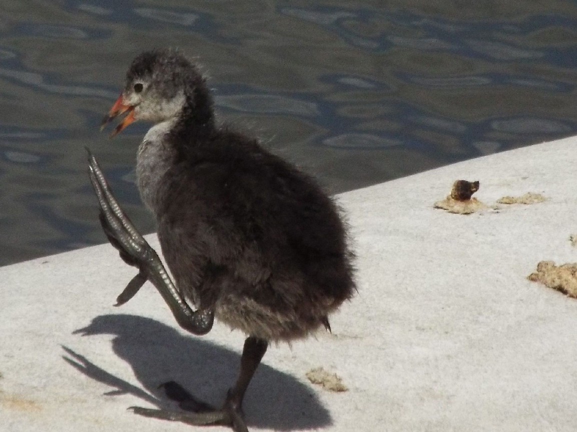 Uccelli australiani 3