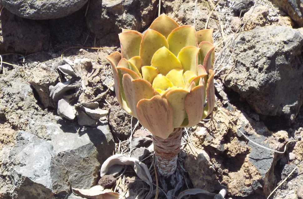 A Tenerife (Canarie):  Aeonium sp e A. ubicum (Crassulaceae)