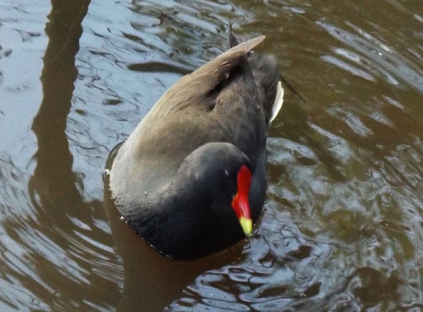 Uccelli australiani 3