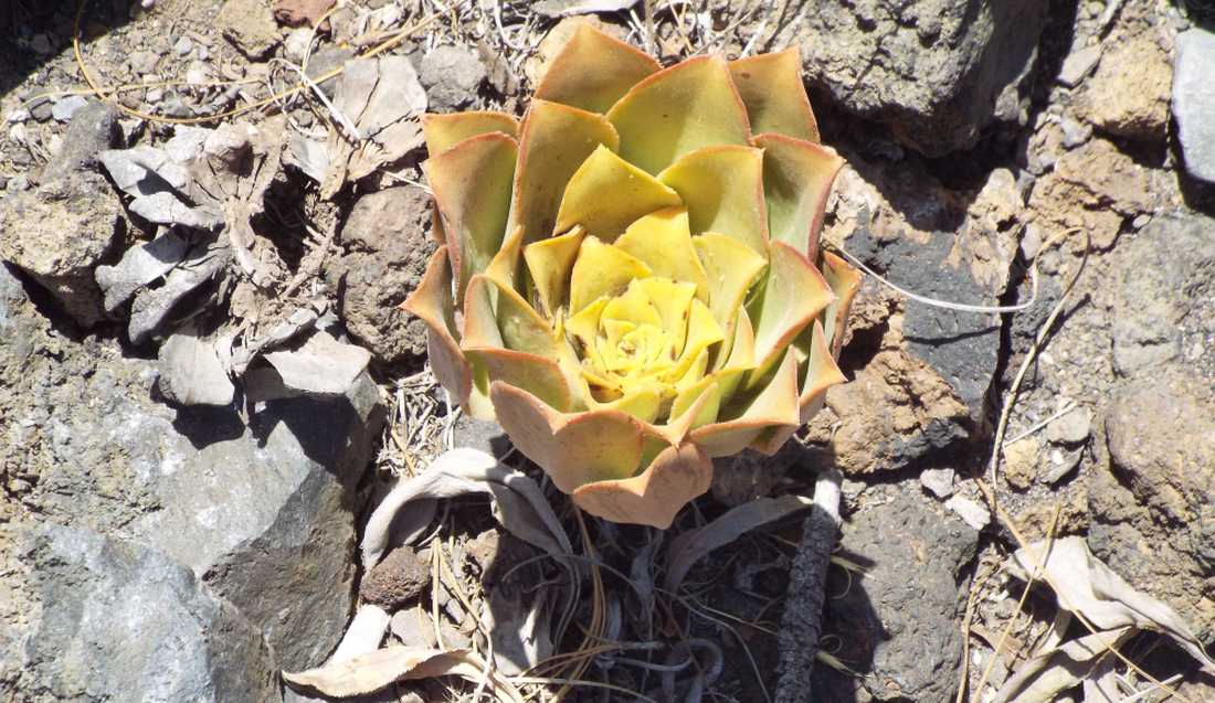 A Tenerife (Canarie):  Aeonium sp e A. ubicum (Crassulaceae)