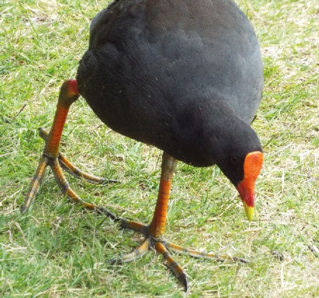 Uccelli australiani 3